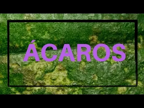 COMO CUIDAR DE ORQUÍDEAS COM ÁCAROS