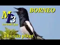 Download Lagu SUARA KHUSUS  PIKAT BURUNG KACER II Kalimantan tengah