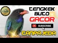 Download Lagu Tengkek Buto gacor nyaris tanpa jeda