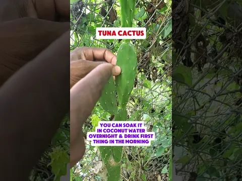 Do you know this plant with flat, paddle-shaped leaves covered in tiny spines? 🤔  #NaturalHealing