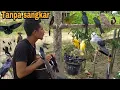 Download Lagu VIRAL_PELIHARA RATUSAN BURUNG TANPA SANGKAR