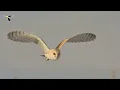 The Distinctive Calls of Owls: A Sampler