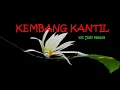 Lagu kembang kantil