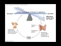 Chapter 6 6 Bone Remodeling BIO201