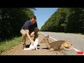 Download Lagu animal rescue : Brave Cat Flags Down Car to Save Fawn From Bee Swarm