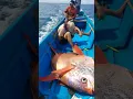 Download Lagu akan segera tayang jigging slow pitch taklukan monster opah 96 kg  vs strome gomoku 2,5