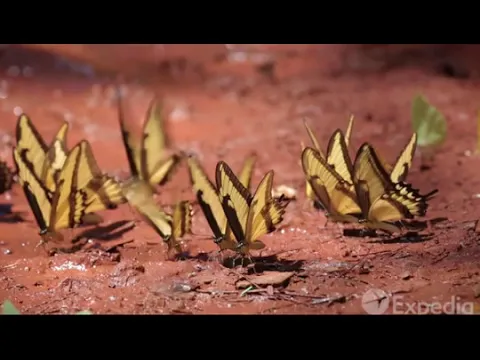 Enatharuyir Vanithamani - YouTube