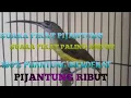 Download Lagu Suara pikat pijantung paling ampuh - suara pijantung ribut
