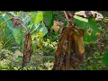 Download Lagu HAWAR DAUN KELADI MENYERANG TANAMANKU!!!RUPA RUPANYA INI PUNCA HAWAR DAUN|leaf blight
