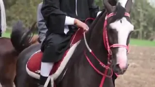 يا زين يا ولد الزين 