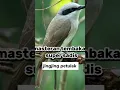 Download Lagu masteran sadis JingJing petulak #masteranburung #masteranmuraibatu #jingjingpetulak