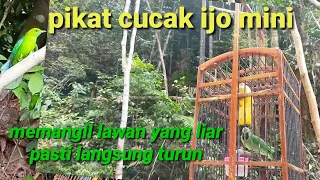 suara asli pikat cucak ijo mini gacor memangil lawan di hutan cocok untuk masteran juga mikat