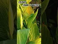 Download Lagu Canna indica \