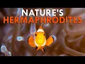 Sequential Hermaphroditism Why Some Male Animals Grow To Lay Eggs