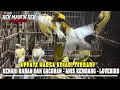 Lagu UPDATE HARGA KENARI TERBARU - KENARI BAHAN DAN GACORAN - ANIS KEMBANG - LOVEBIRD DLL