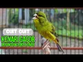 Download Lagu Masteran Kenari PAUD Super BUNYI, Dijamin Cepat Gacor! untuk PANCINGAN \u0026 MASTERAN Kenari PAUD