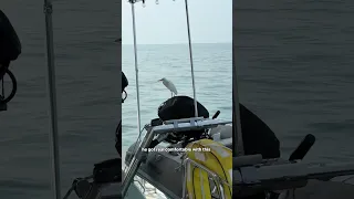 The newest crew member! #birds #sailingfamily #sailing #ocean #funny