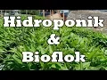 Hidroponik dan Bioflok Pagi Farm Bogor