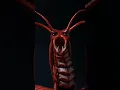 Download Lagu This Blood-Red Centipede SCREAMS-And It's Terrifying