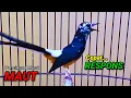 Download Lagu SUARA MURAI BATU TRAH JUARA untuk Pancingan Murai Batu agar BUNYI DAN EMOSI pasti NYAUT