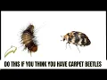 Carpet Beetles are Horrible Until You Learn This
