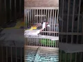 Download Lagu Burung goldfinch Eropa Di kios Agung dzn 088983638224 #shortvideo t #pasarburungpramuka #goldfinch