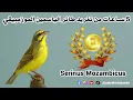 Lagu 5 ساعات من تغريد طائر الياسمين الموزمبيقي  Serinus mozambicus
