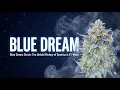 Blue Dream Strain The Untold History of America s Weed
