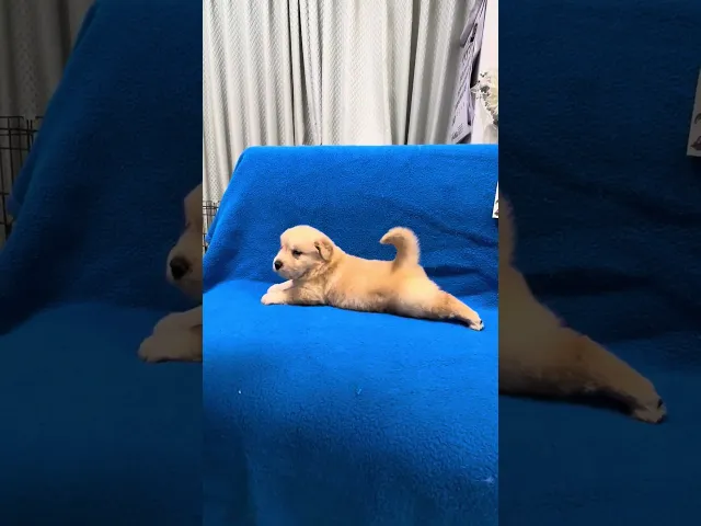 動画