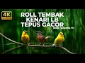 Lagu 🔴 Live Masteran Kenari Gacor Panjang Tembakan Lovebird Vs Tepus Kepala Abu Gacor Panjang Kasar