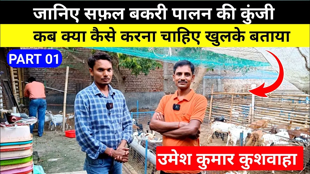 जानिए सफल बकरी पालन के गुण उमेश कुमार कुशवाहा से #umeshkumarkushwaha