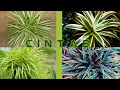 Download Lagu PLANTA CINTA O MALA MADRE / CUIDADOS, TIPOS, ETC. #cinta #plantas #cintaplanta