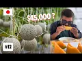 Download Lagu I Tried World's Most Expensive FRUIT in JAPAN 🇯🇵 | EP 12 - THE KING OF MELONS