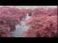 Acer palmatum Tamukeyama Cutleaf Japanese Maple - SUPERB Very Elegant Small Garden Tree