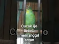 Download Lagu cucak ijo betina memanggil jantan #masteran #cucakijobetina