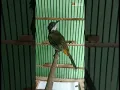Lagu SUARA KICAUAN BURUNG CUCAK BERSISIK