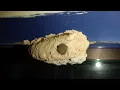 Lagu Kegunaan Sarang Angkut-Angkut|Potter Wasp/Mason Nest Usage#youtubevideo
