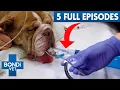 Non-Stop Bondi Vet Full Episodes 3 Hour Marathon