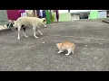 Pitbull vs catbull fight