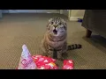 Download Lagu When Your Cat Brings Home a Surprise Gift 🤣 Funny Cat Videos