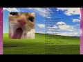 Download Lagu A silly playlist for silly cat people
