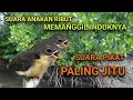 Lagu SUARA ANAKAN BURUNG REMETUK LAUT UNTUK PIKAT. DIJAMIN SUPER AMPUH.
