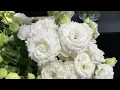 NEW Cut Flower Lisianthus Series Corelli Sugoi