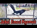 Download Lagu AWAS KACERMU KONSLET JEBOL EMOSI DENGAR INI LANGSUNG ON BONGKAR ISIAN KACER GACOR FULL EMOSI