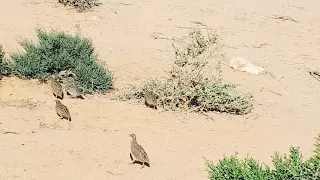 السمان ماشاءالله 