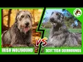 Irish Wolfhound vs Scottish Deerhound - Which One is Right for You