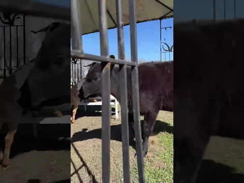 Animal Play as a Reflection of Human Connection in a Digital Age