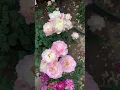 Download Lagu Beautifull Pink Rosa 'Mart Rose' | Bunga Mawar | Bunga Mawar Merah Muda | Blossom | Gardening
