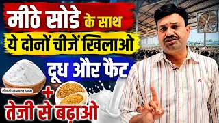 मीठे सोडे के साथ ये दोनों चीजें खिलाओ दूध और फैट तेजी से बढ़ाओ 👉🏻 गाय भैंस का दूध और फैट कैसे बढ़ाए
