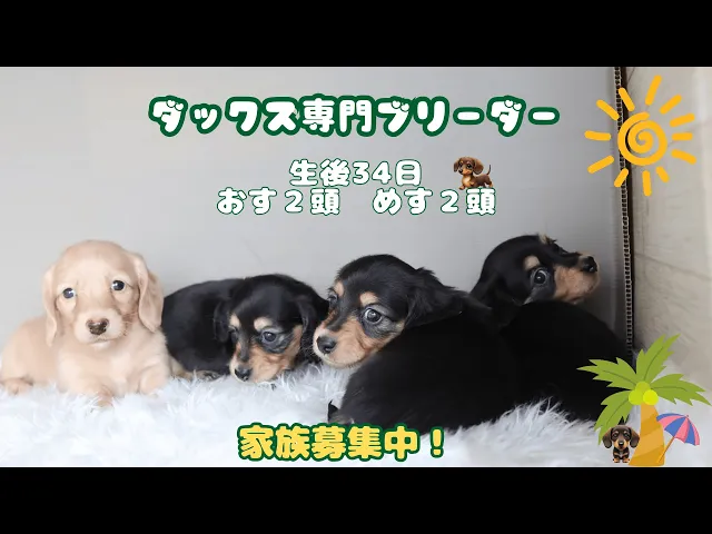 動画